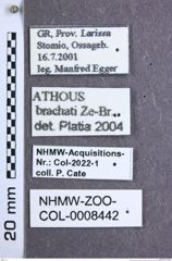 Etikette zu Athous (Orthathous) brachati (Zeising & Brunne, 2005) (NHMW-ZOO-COL-0008442)